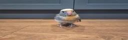 Parakeets birds for sale: Kakariki babies  - Advert 8
