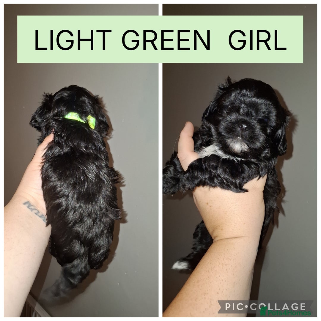 Shorkie dogs for sale: Shorkie puppies  - Image 1