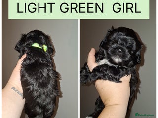 Shorkie dogs for sale - Advert 1