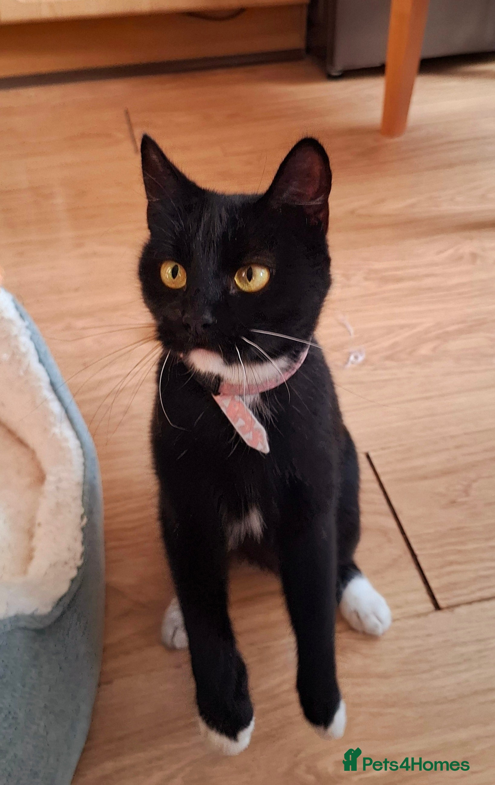 Mixed Breed cats Lovely Cat Looking for a New Home - Advert 8