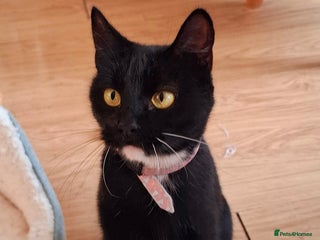 Mixed Breed cats for sale - Advert 1