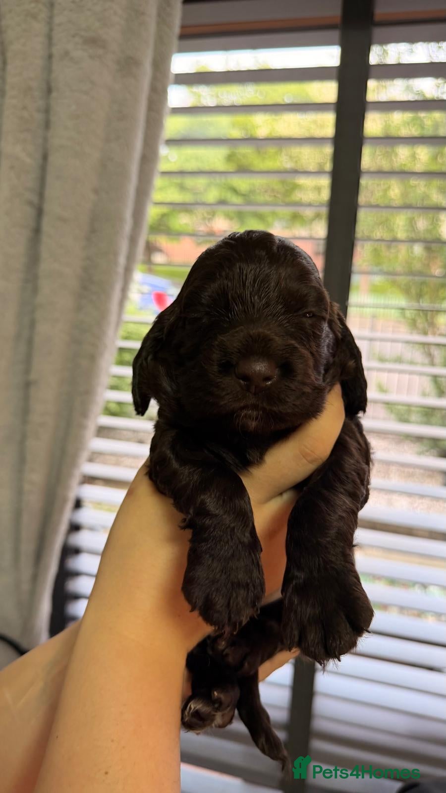 Cocker Spaniel dogs for sale: KC Reg Working Cocker Spaniel Pups ** 1 Boy Left** - Advert 31