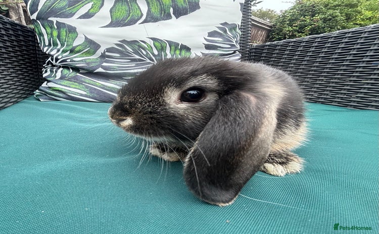 Mini Lop rabbits - Advert 2