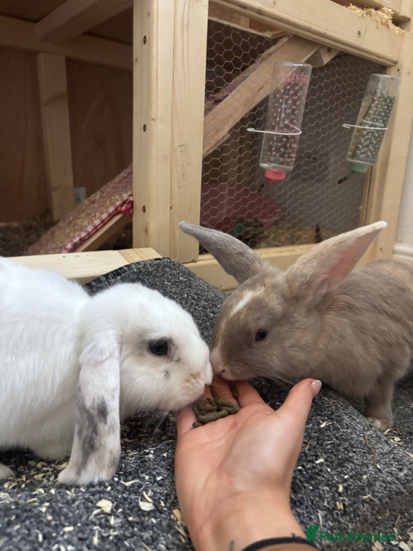 English Lop rabbits 2 female rabbits  - Advert 1