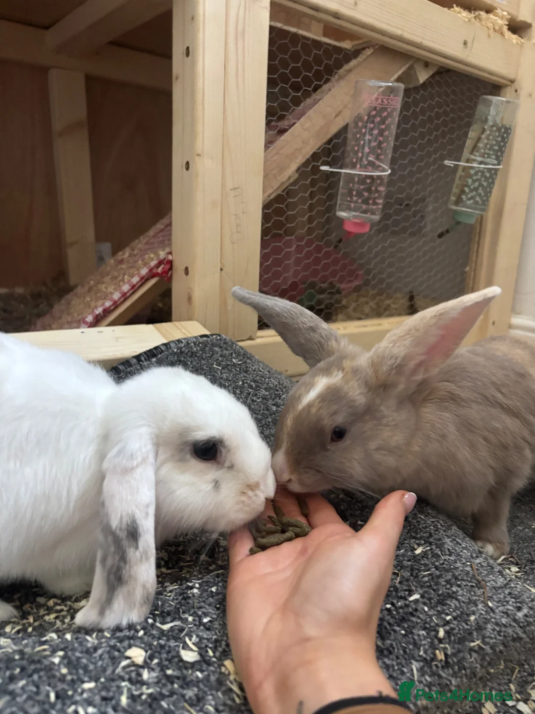 English Lop rabbits for sale: 2 female rabbits  - Advert 1