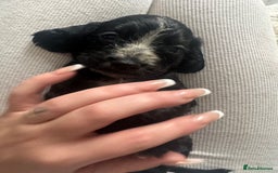 Cocker Spaniel dogs for sale: Cocker spaniels  - Image 20