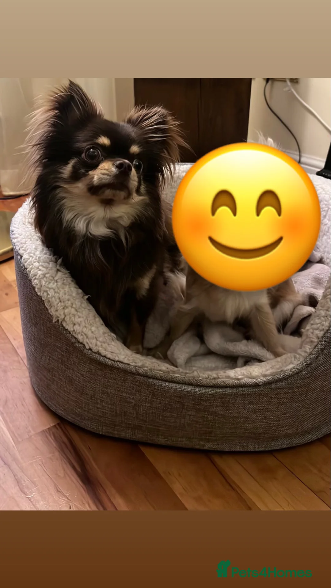 Chihuahua dogs for sale: 5 years old Chihuahua  - Advert 2