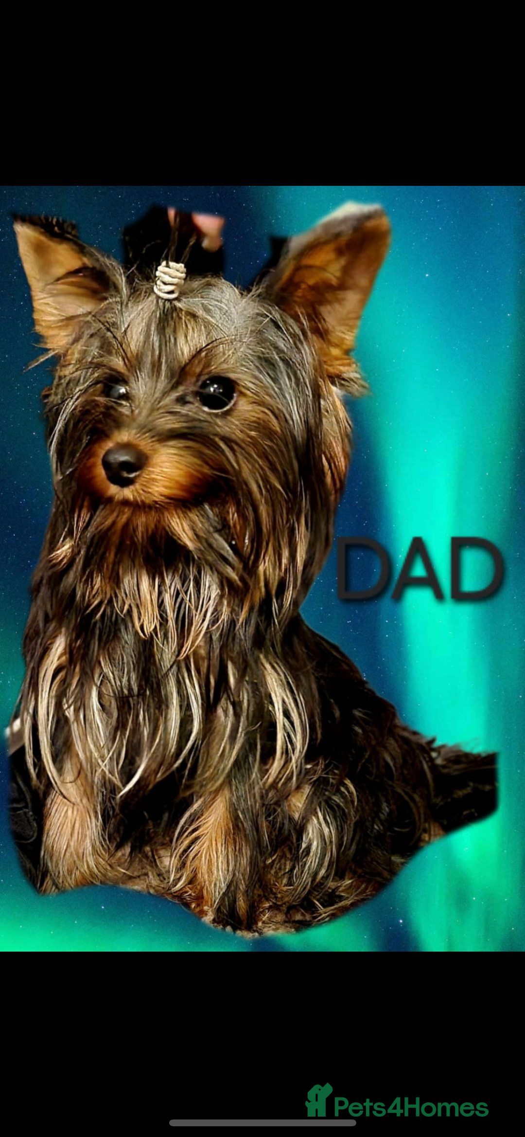 Yorkshire Terrier dogs for sale: Yorkshire terrier puppy’s  - Advert 5