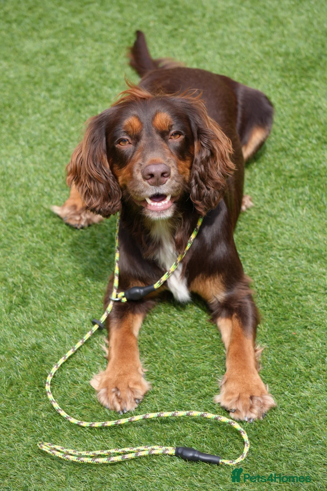 Cocker Spaniel dogs for stud: Cocker Spaniel - Stud - Advert 2