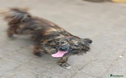 Mixed Breed dogs for adoption: 💖🐶 TWIGGY 🐶💖 - Image 10