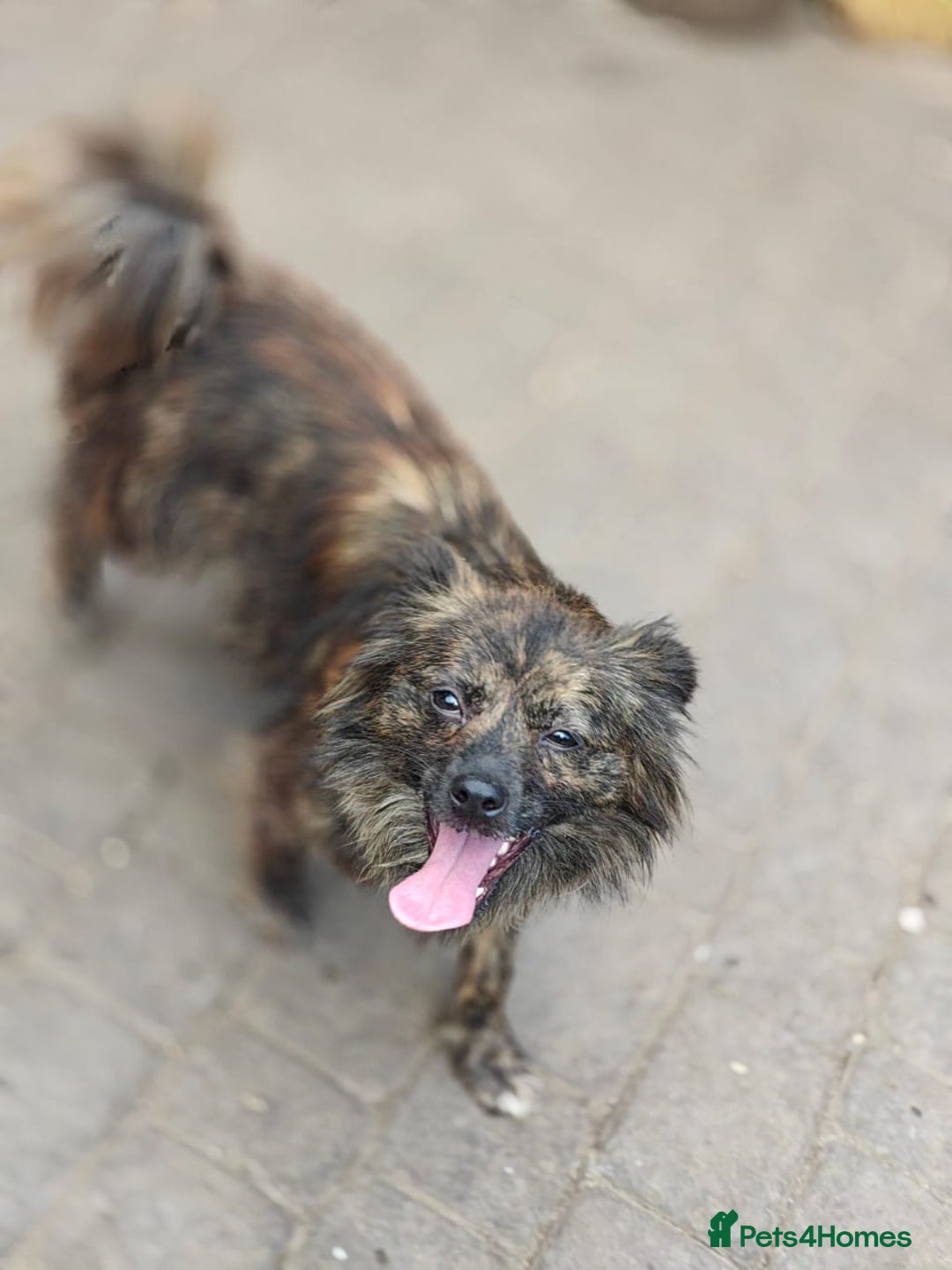 Mixed Breed dogs for adoption: 💖🐶 TWIGGY 🐶💖 - Image 10