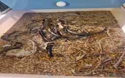 Quail poultry for sale: Mealworm farm for quail or other pets - Image 3