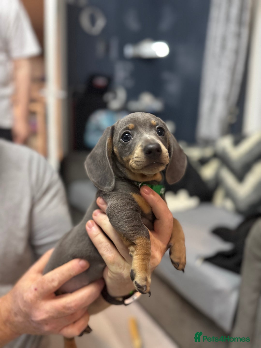Miniature Dachshund dogs for sale: READY NOW  - Advert 17