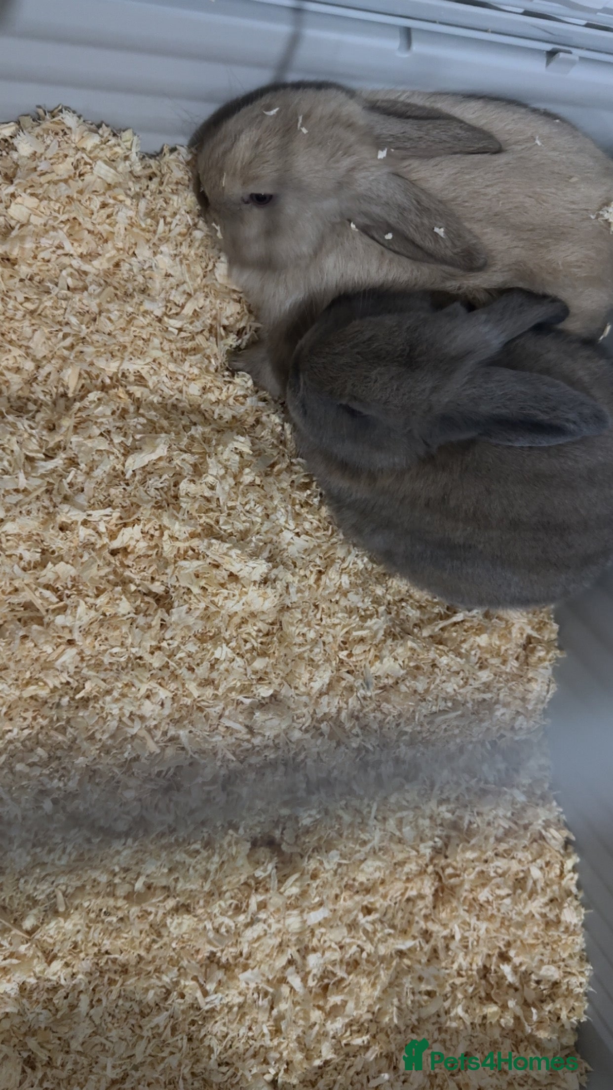 Mini Lop rabbits mini Lop Rabbits.  - Advert 1