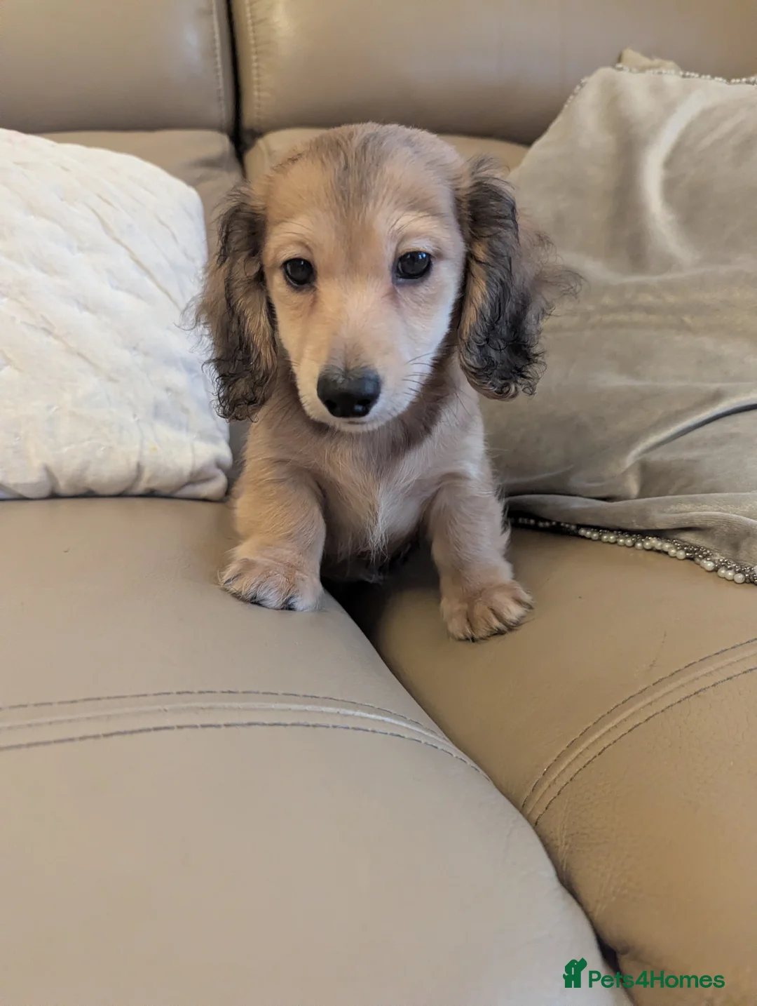 Miniature Dachshund dogs for sale: Now reserved 🏡 - Advert 1