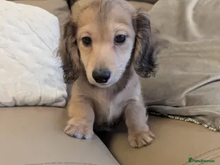 Miniature Dachshund dogs Last 1 available Long haired miniature dachshunds - Advert 1