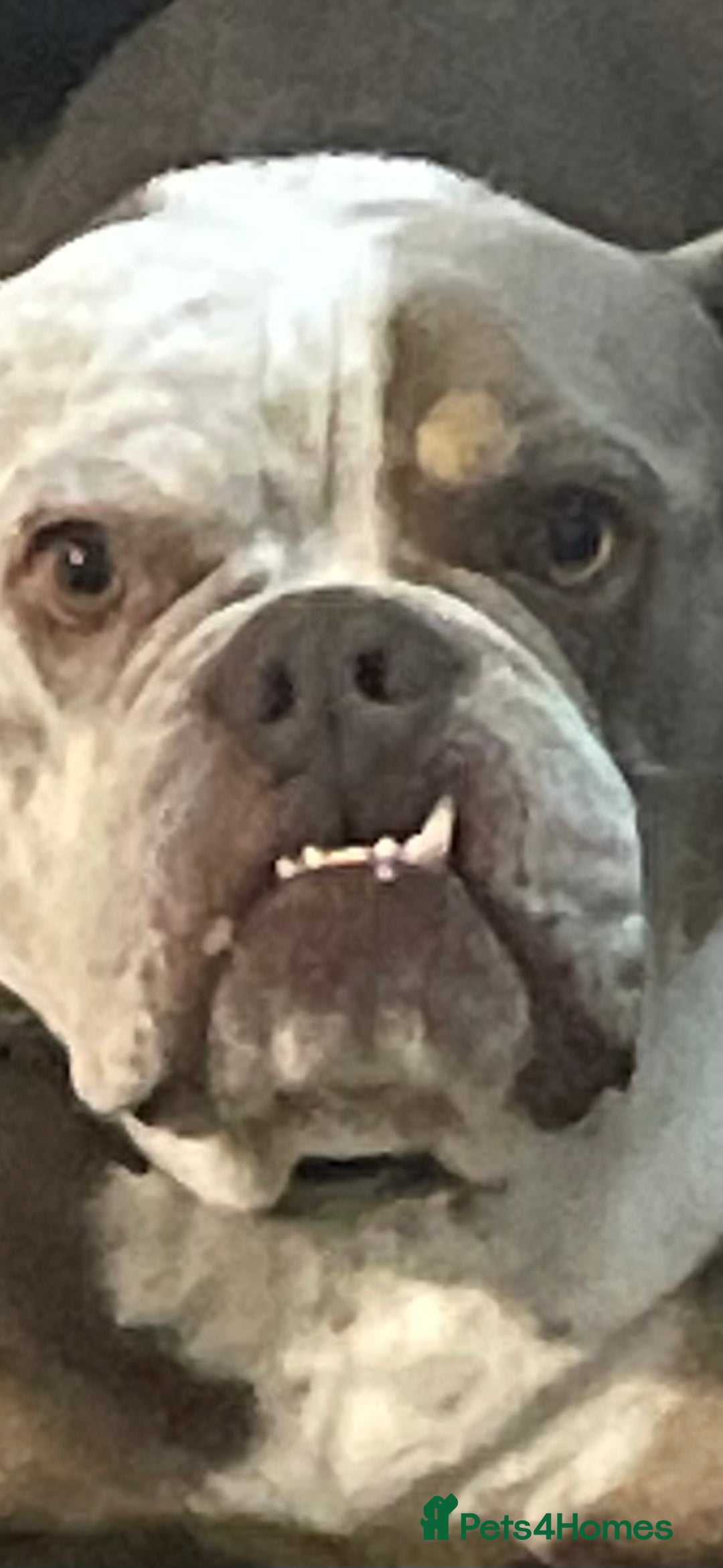 Dorset Olde Tyme Bulldogge dogs for stud: Brock - Image 2