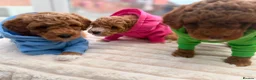 Poochon dogs for sale: 2 Toy poodle/poochon pups for sale.  - Advert 8