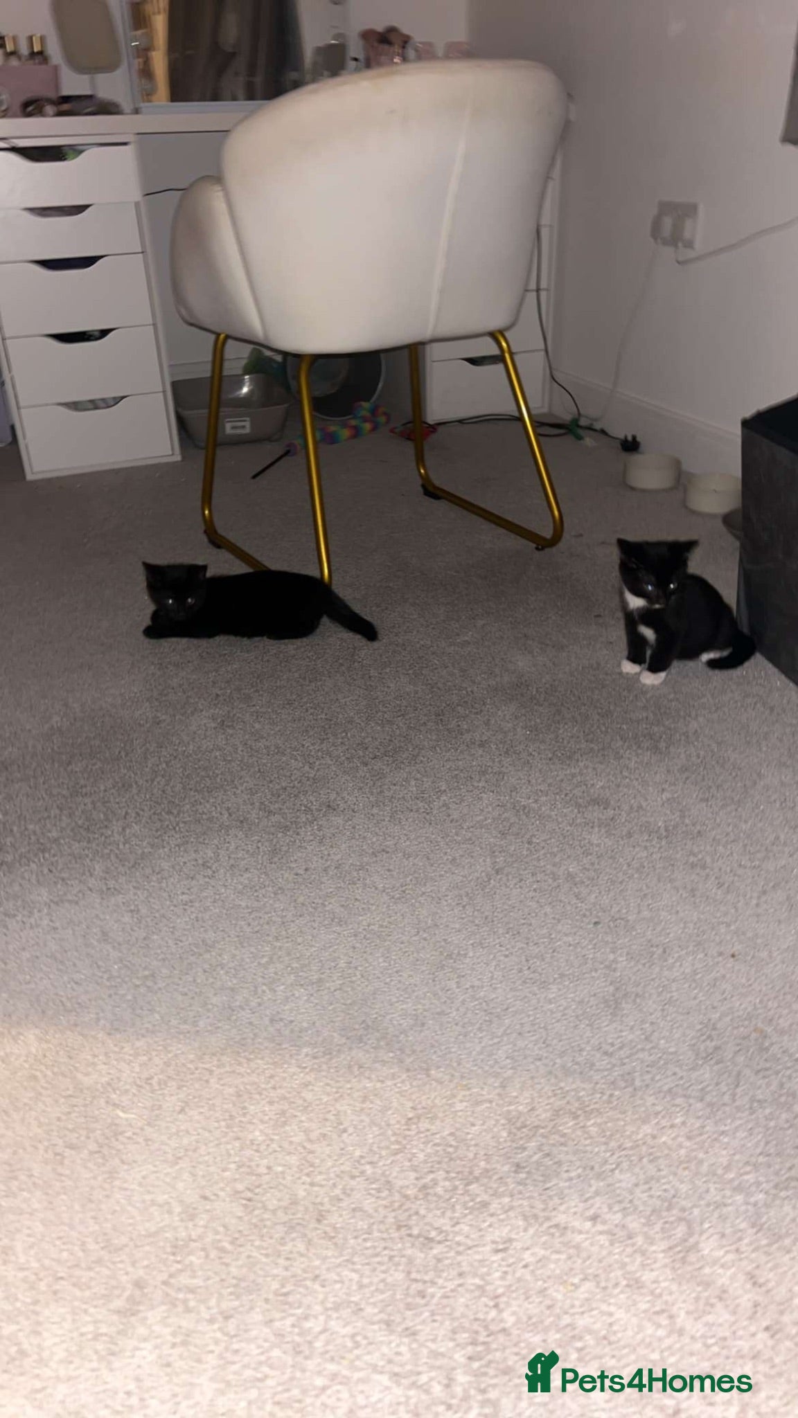 Mixed Breed cats brother cats (price can be negotiated) - Advert 2