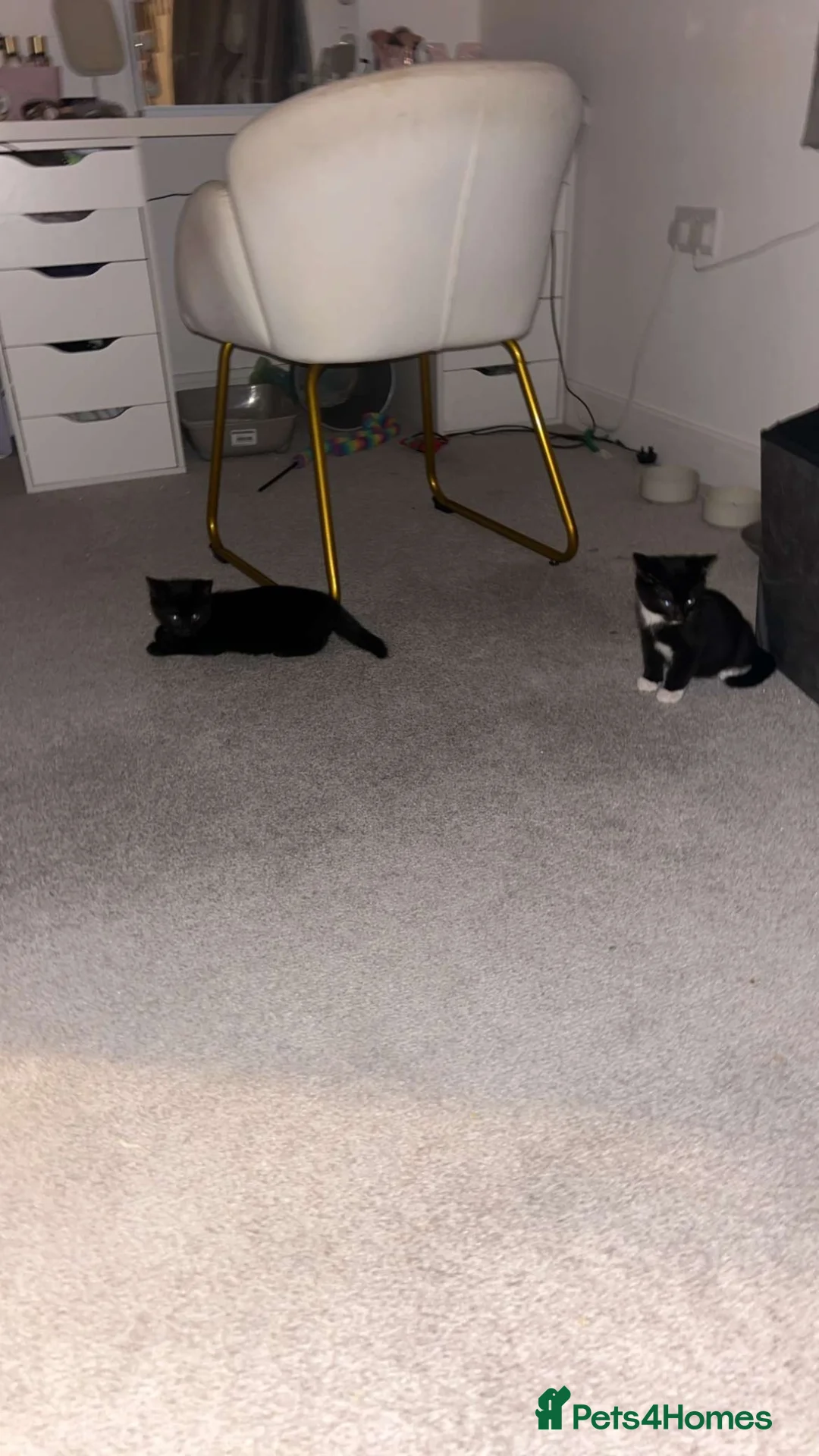 Mixed Breed cats for sale: brother cats (price can be negotiated) in Horley - Advert 1