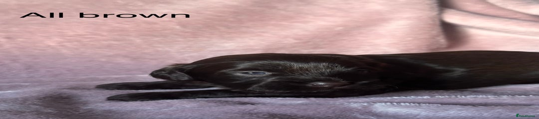 All brown boy