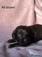 Shihpoo dogs - Advert 5