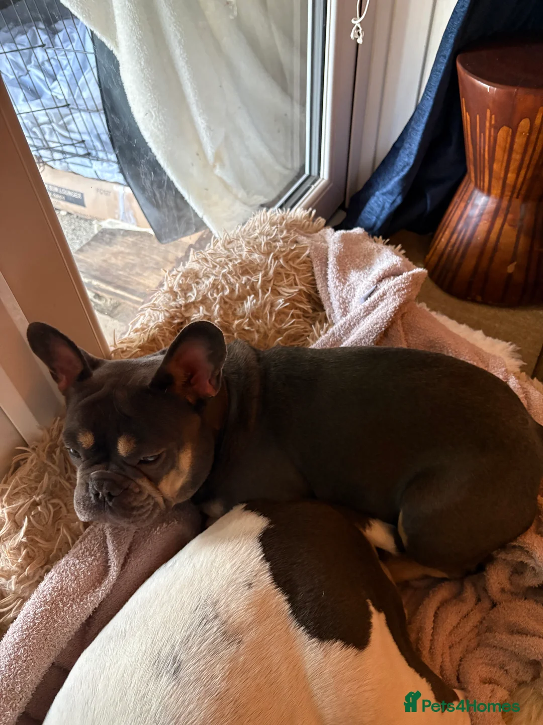 French Bulldog dogs for sale: French bulldog lilac tan 10 months old - Advert 1