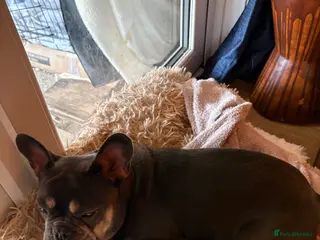 French Bulldog dogs French bulldog lilac tan 10 months old - Advert 1