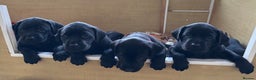 Labrador Retriever dogs for sale: Black Labrador puppies - Advert 1