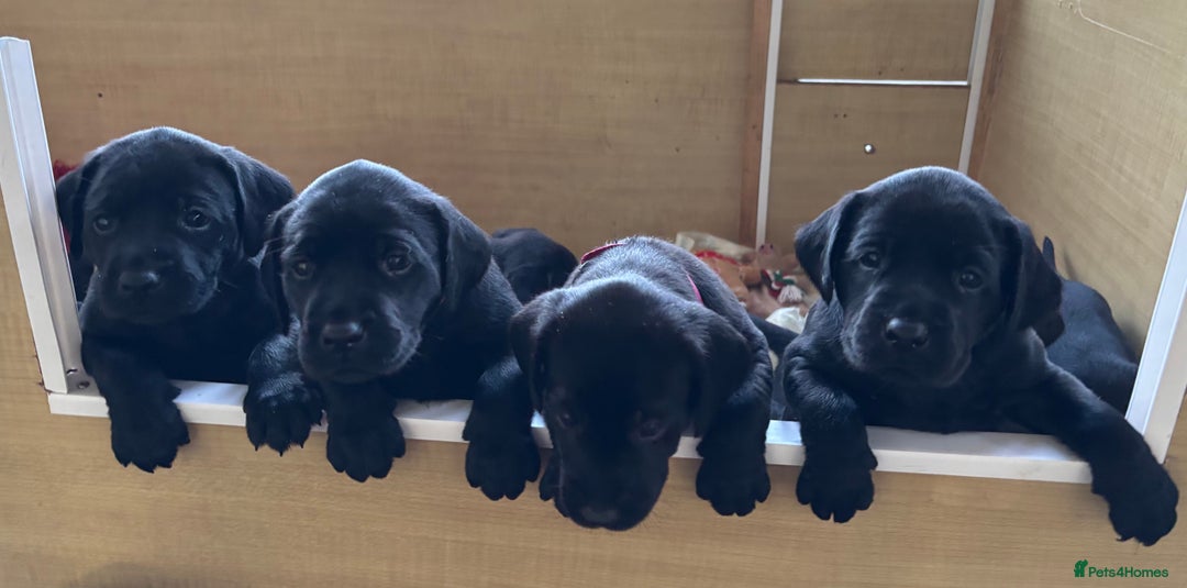 Labrador Retriever dogs for sale: Black Labrador puppies - Advert 1