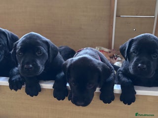 Labrador Retriever dogs Black Labrador puppies - Advert 6