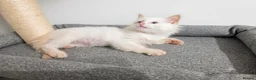 Ragdoll cats for sale: GCCF Ragdoll Kittens - Ready Now (Pet or Active) - Advert 11