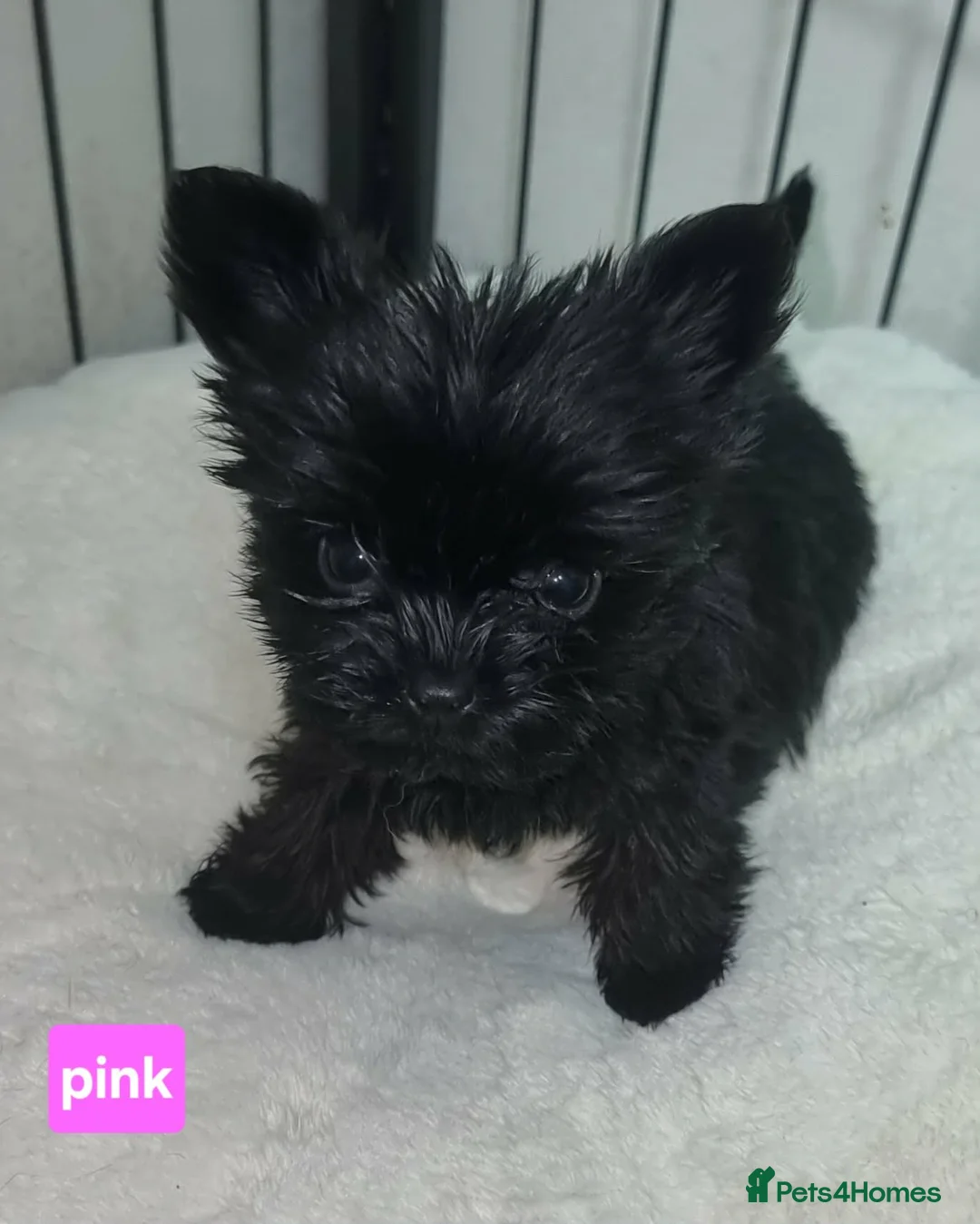 Yorkshire Terrier dogs for sale: Yorkshire Terrier - Advert 6