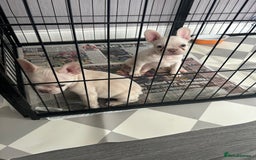 French Bulldog dogs for sale: DWKC registered French bulldog puppies  - Image 7