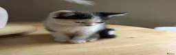 Mixed Breed cats for sale: Boy kitten - Advert 4