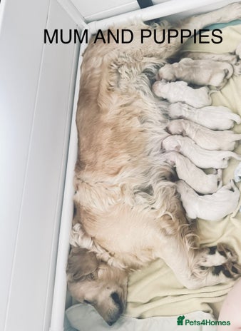 Golden Retriever dogs - Advert 5