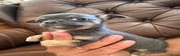 Chihuahua dogs for sale: 3 beautiful chihuahua pups - Advert 21