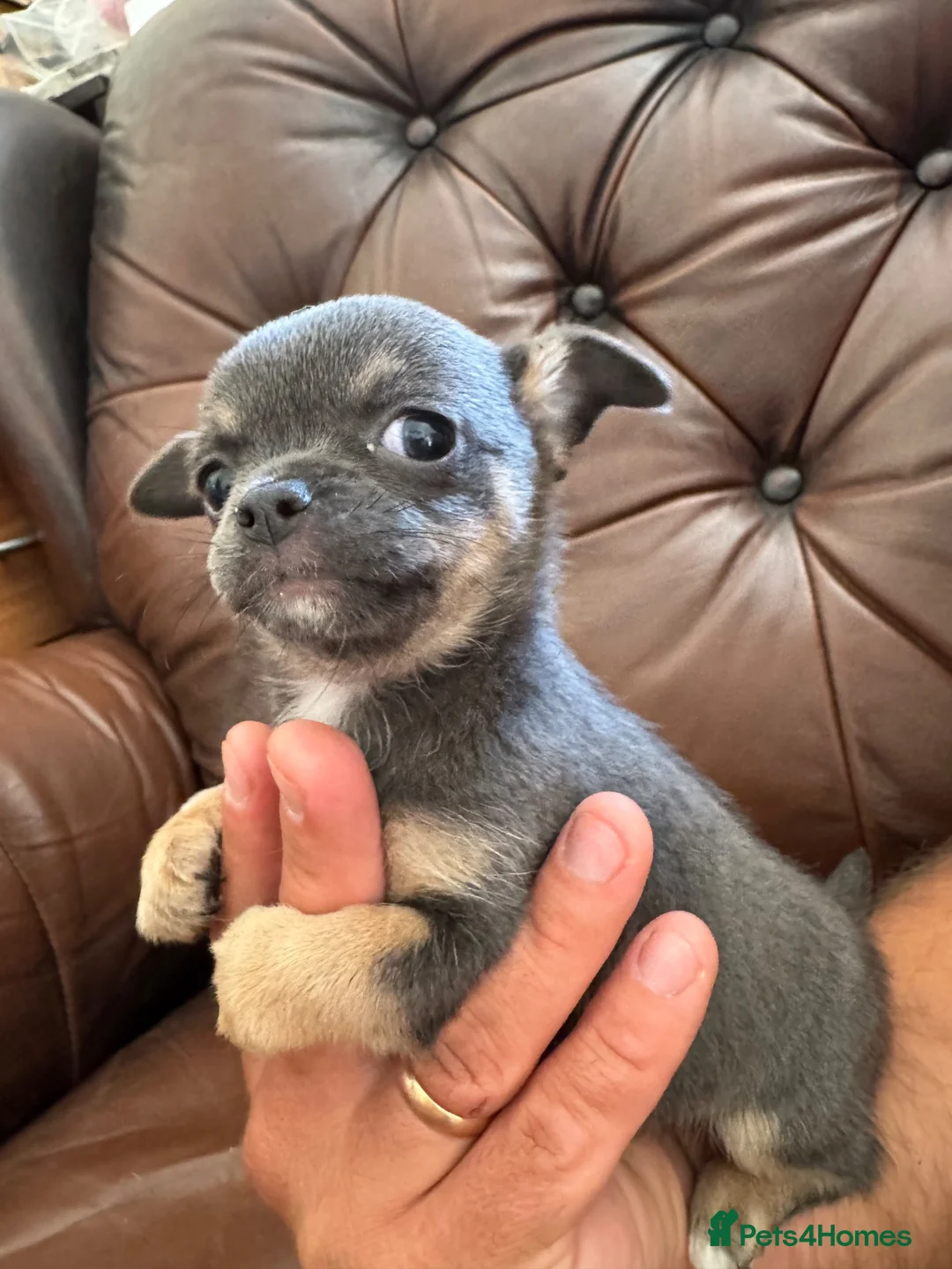 Chihuahua dogs for sale: 3 beautiful chihuahua pups - Advert 21