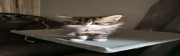 Mixed Breed cats for sale: 3 kitten for sale  - Advert 6