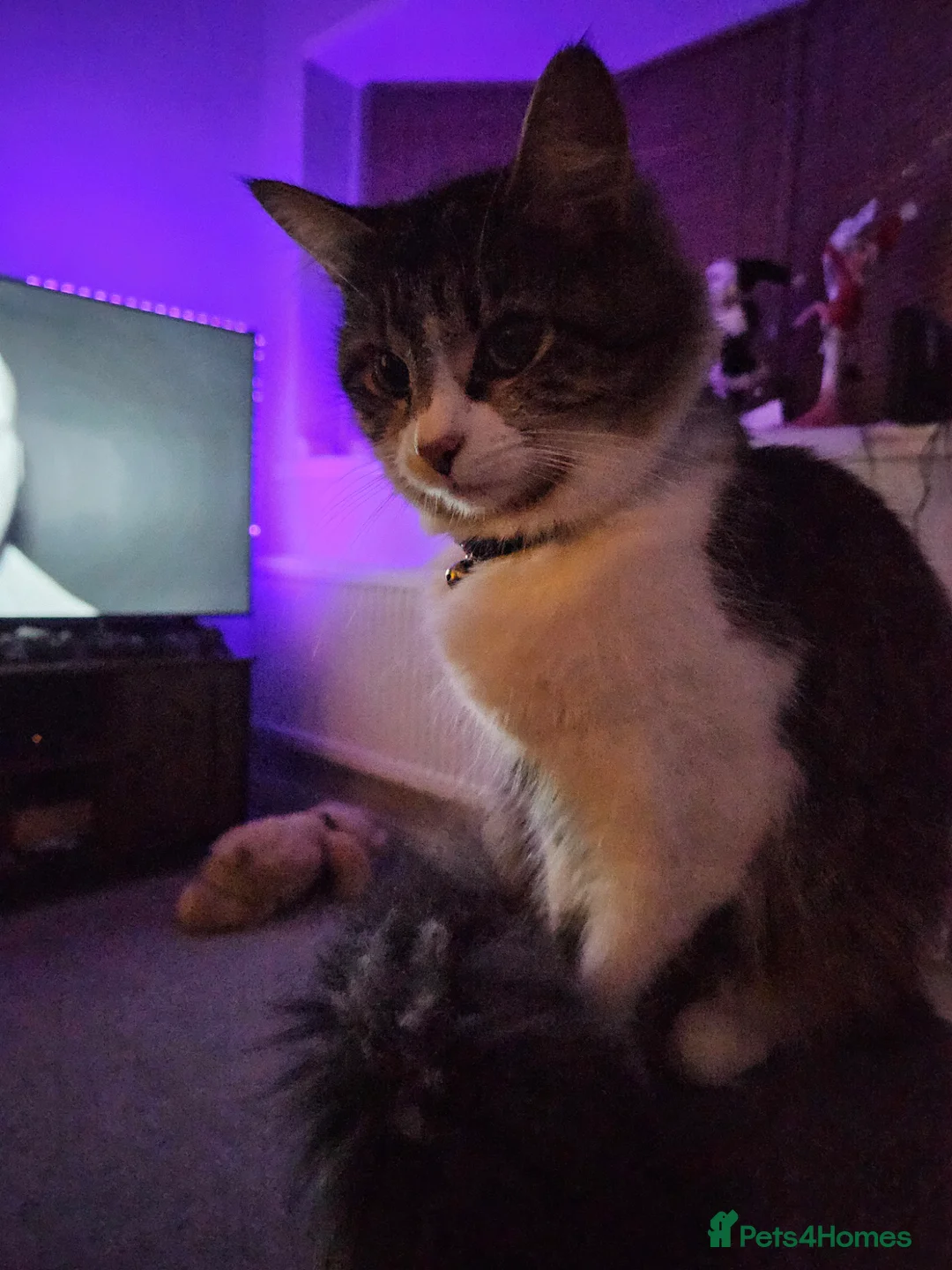 British Longhair cats for sale: Looking for a loving home - Advert 5