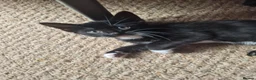 Mixed Breed cats for sale: Kittens - Advert 5