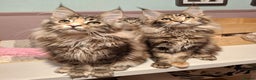 Maine Coon cats for sale: Beautiful torbie Maine Coon girls - Advert 20