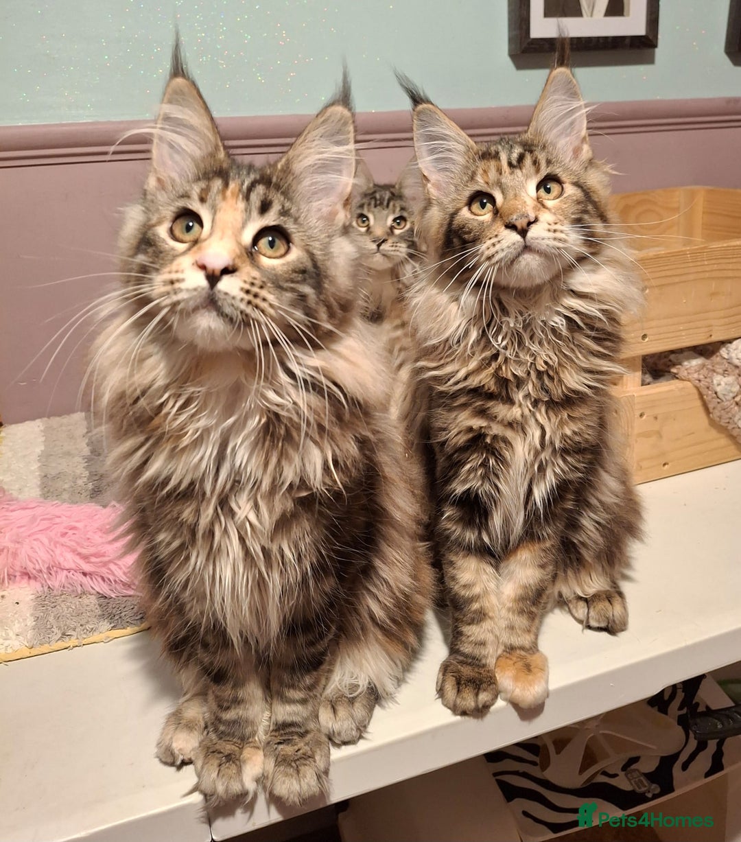 Maine Coon cats for sale: Beautiful torbie Maine Coon girls - Advert 20