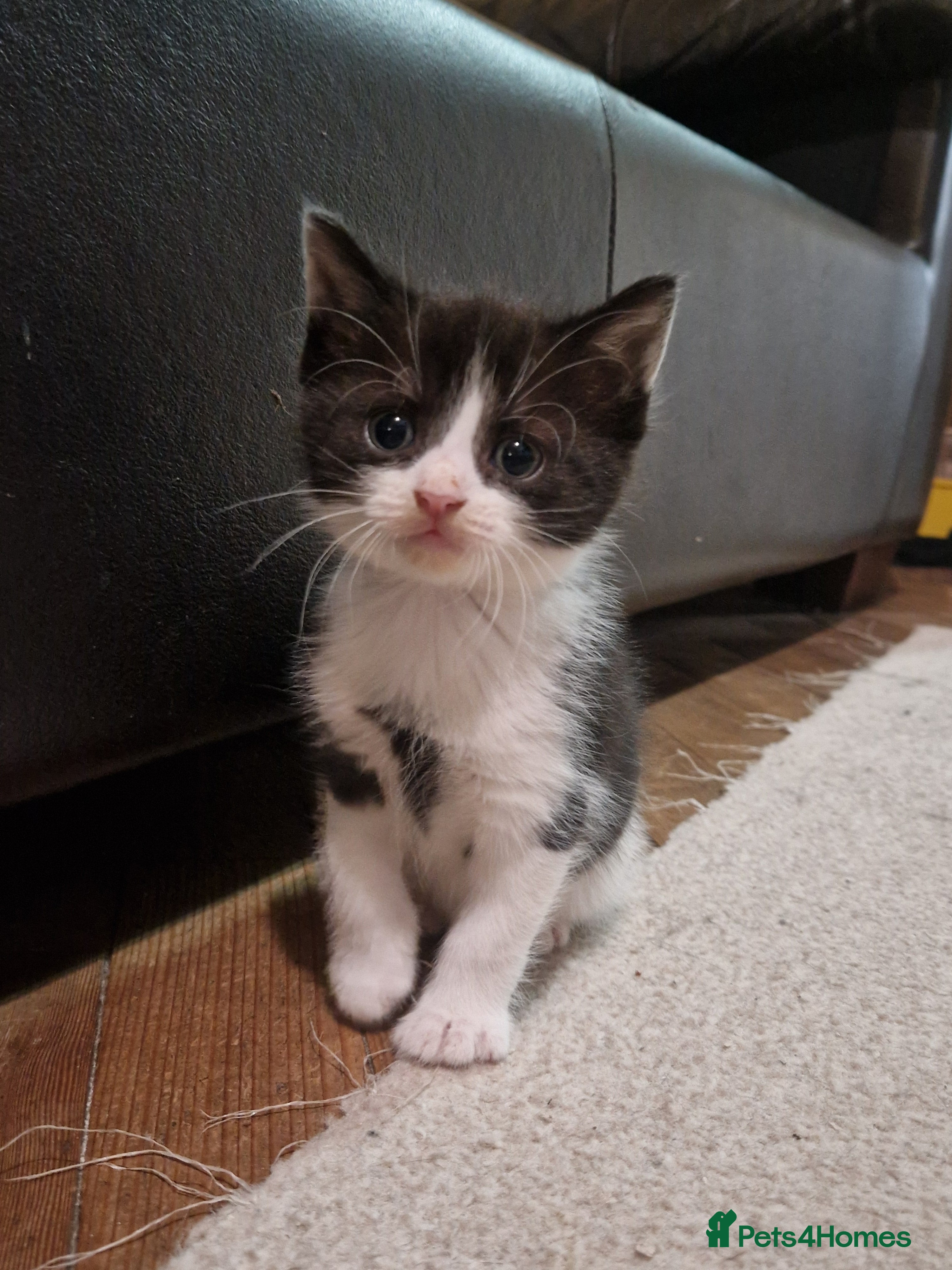 Mixed Breed cats for sale: 4 kitten  - Advert 14