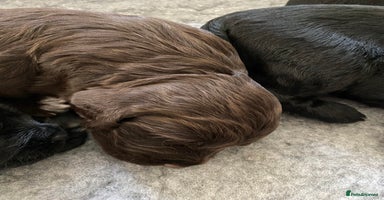 Cocker Spaniel dogs - Advert 3