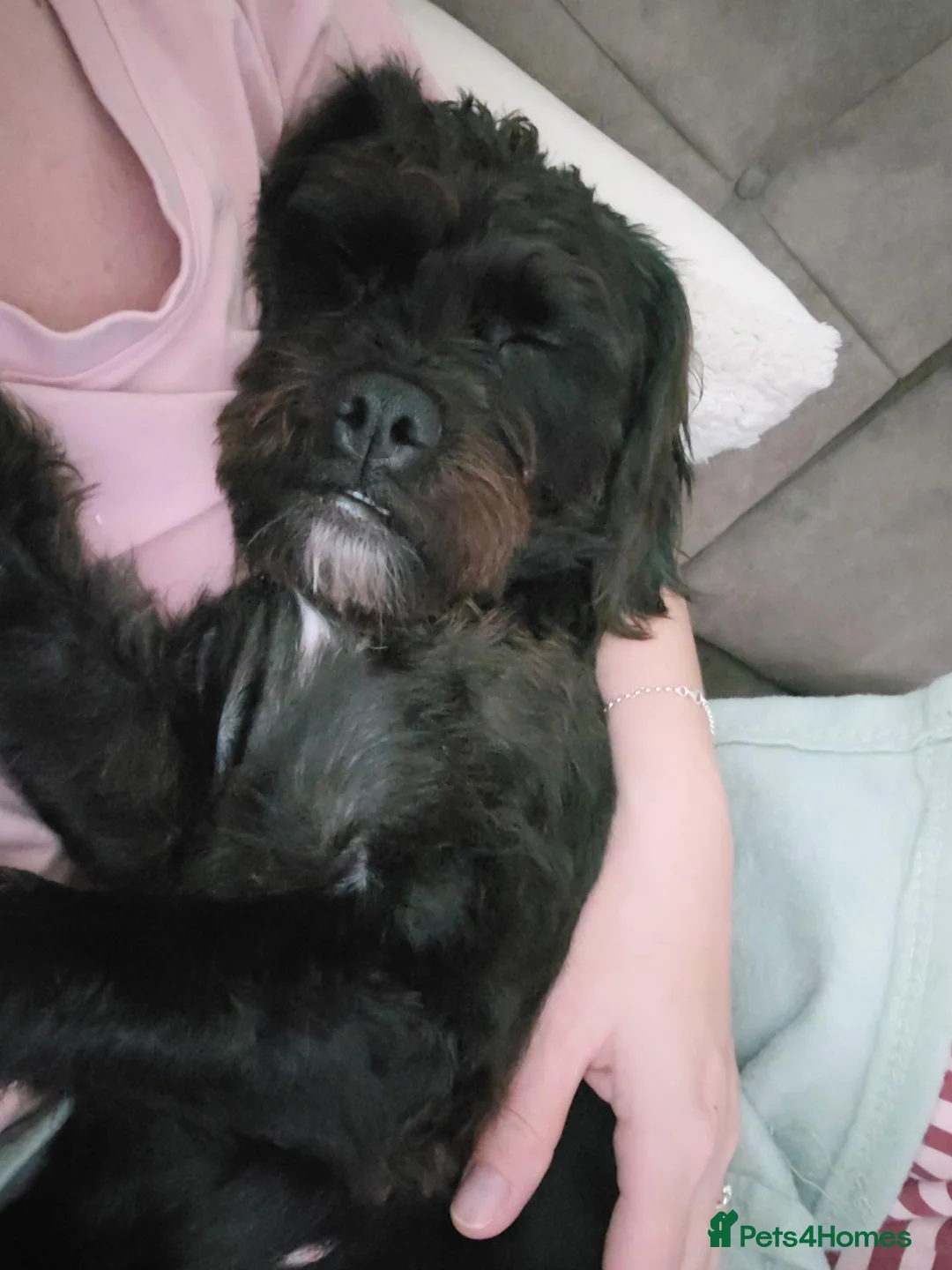 Cockapoo dogs for sale: Lylah - Advert 2