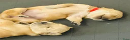 Golden Retriever dogs for sale: KC Registered Golden Retriever Puppies    - Advert 5