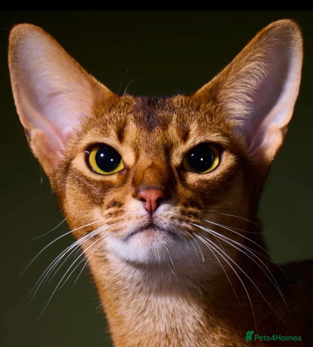 Abyssinian cats for sale: Abyssinian Pedigree Imported Female  in Dunmow - Advert 2