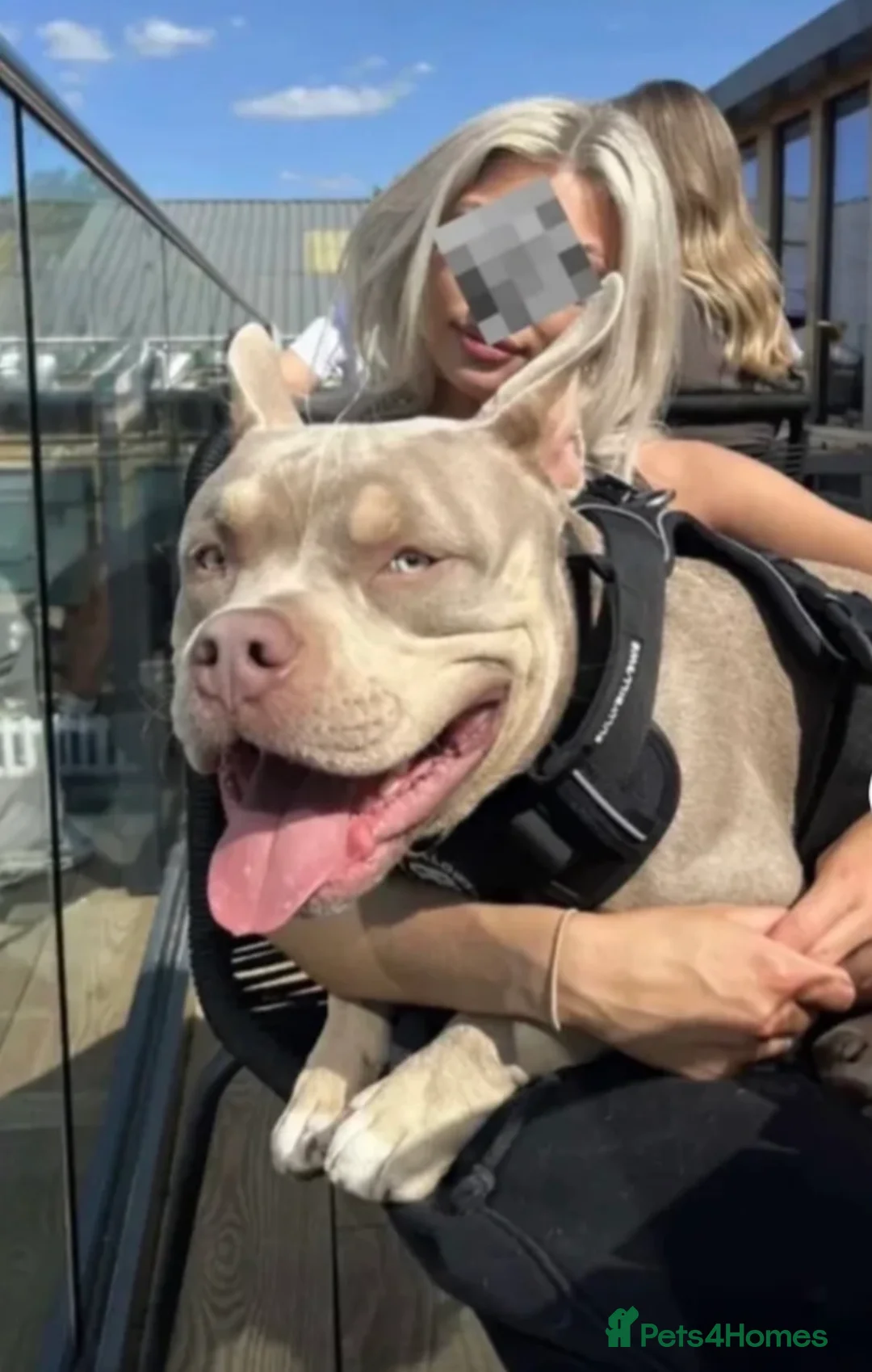 American Bully dogs for stud: 🐾BUGZY THE AMERICAN BULLY STUD🐾 - Advert 1