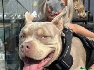 American Bully dogs 🐾BUGZY THE AMERICAN BULLY STUD🐾 - Advert 1